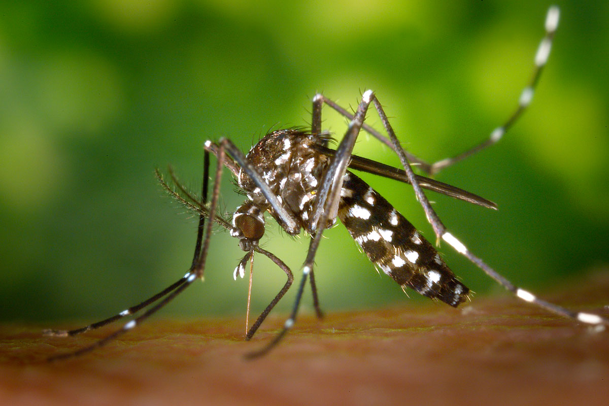 Brasil pierde la guerra contra el Aedes Aegypti