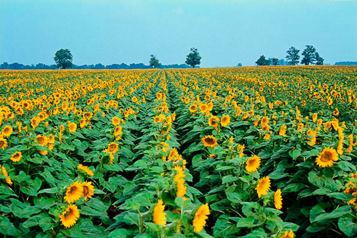 Argentina, cuarto productor mundial de aceite de girasol