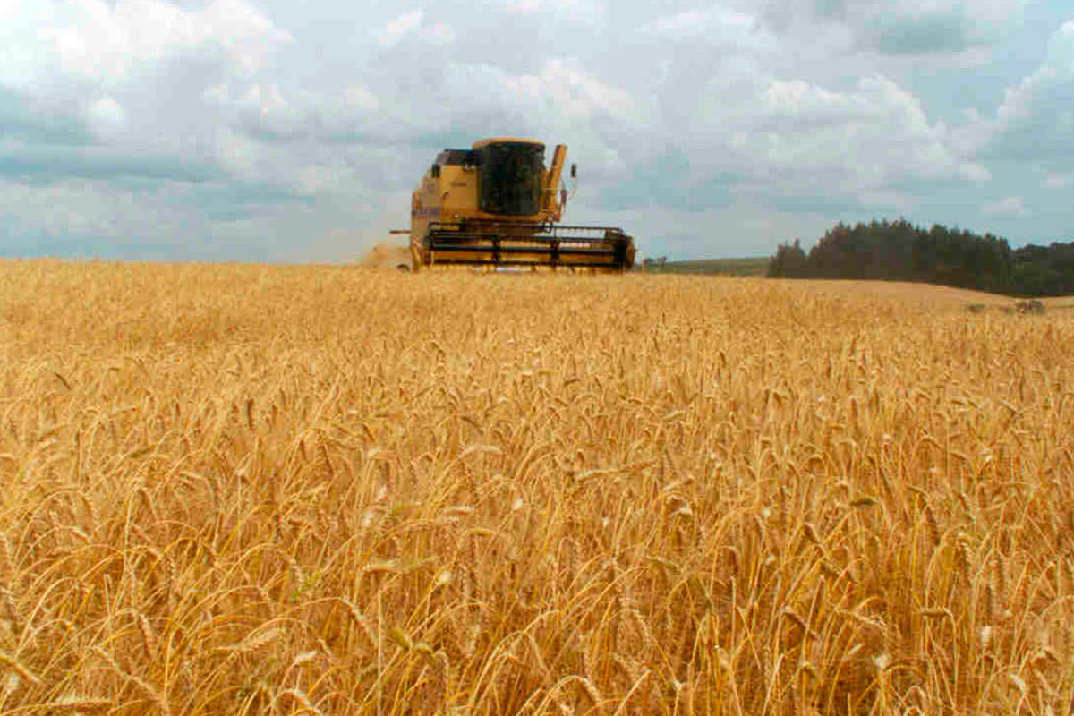 Finalizó la cosecha de trigo con 10,3 millones de toneladas