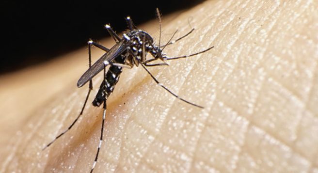 105 casos de zika ya fueron detectados en Guatemala