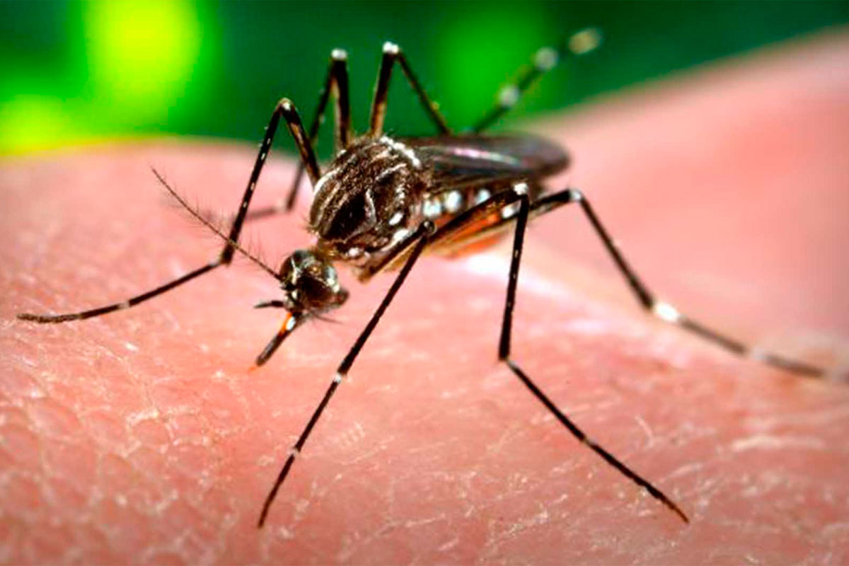 Aseguran que en Argentina no circula el virus del zika