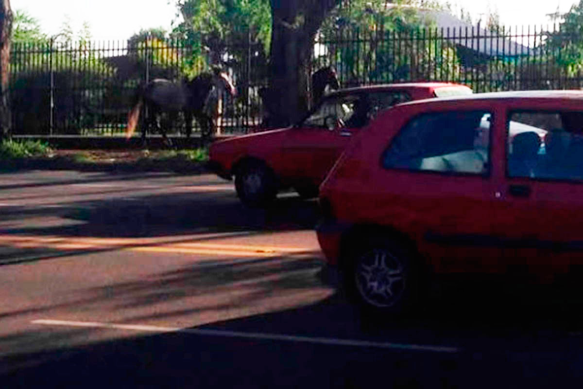 Dos caballos sueltos, un caos vehicular y una vidriera rota