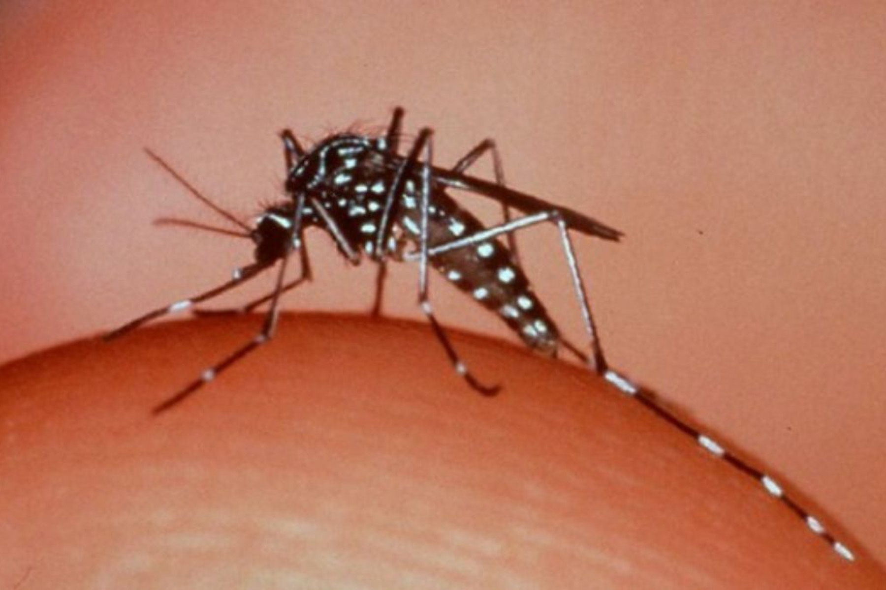 Desde diciembre, Santa Fe acumula 750 casos de dengue