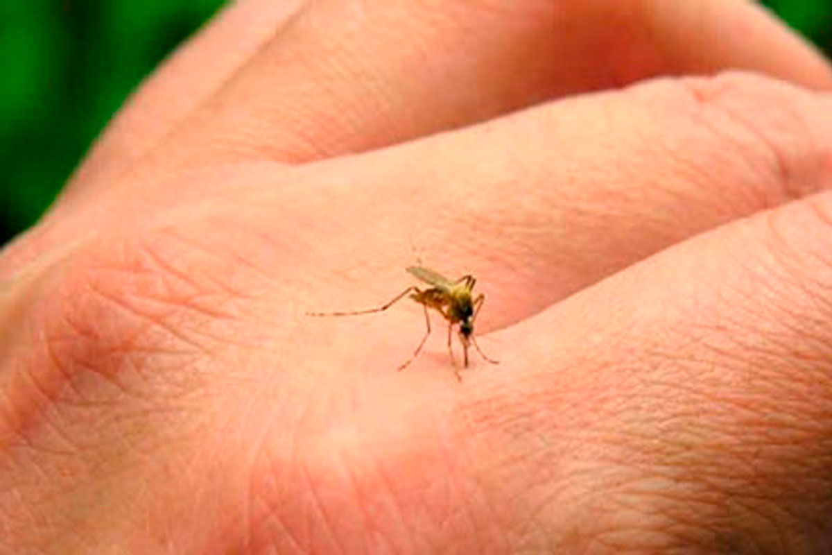 Confirmaron 130 casos de dengue en Santa Fe