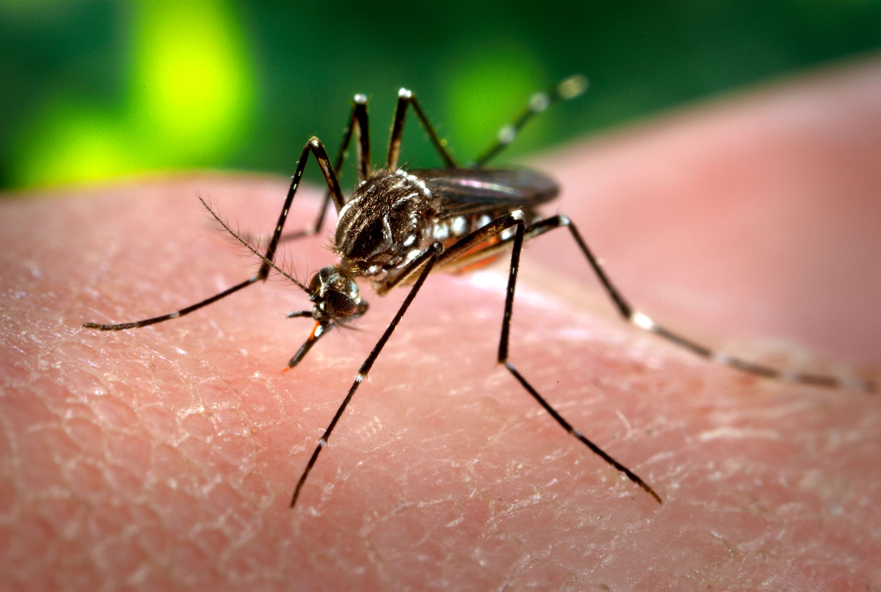 Murió una adolescente por dengue en Misiones