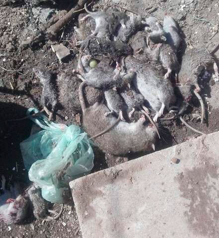 ratas