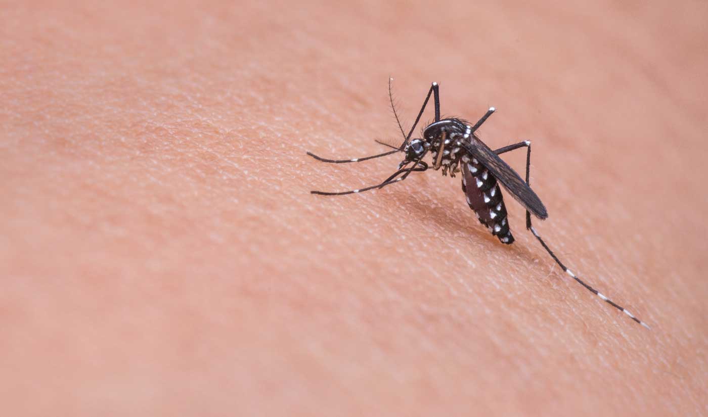 Confirman relación entre el Zika y la microcefalia