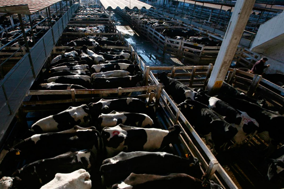 Argentina comenzará a importar ganado de Uruguay