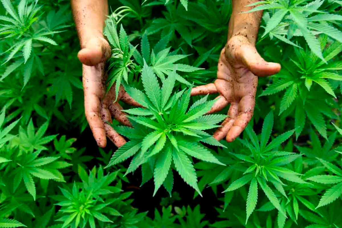 Presentan proyecto de ley para despenalizar el cannabis