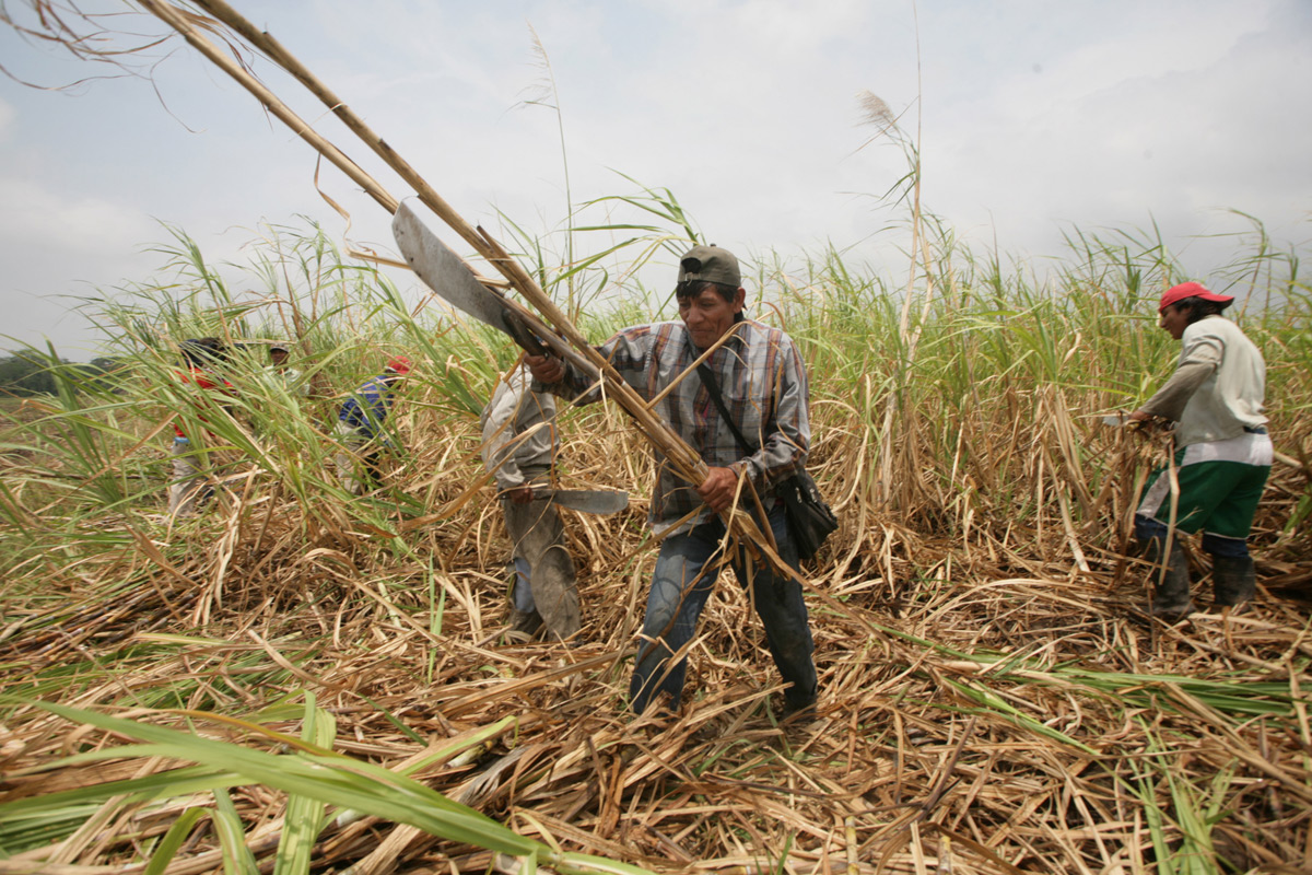 Trabajadores azucareros piden recomponer salarios en un 39%
