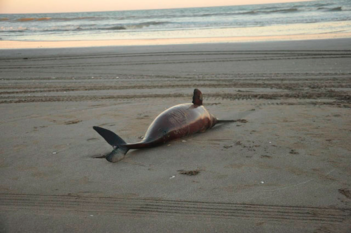 Hallaron delfines franciscanos muertos en la costa