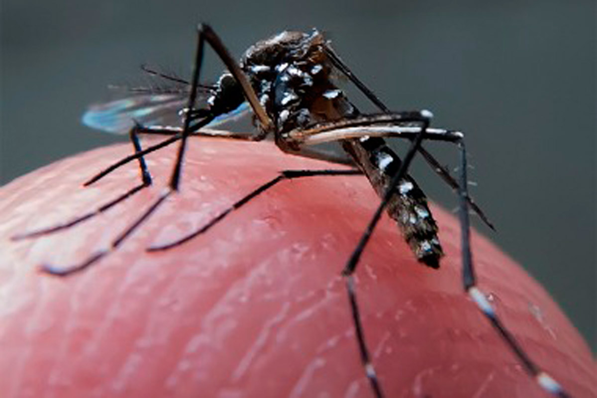 Se elevan a 10 las muertes por dengue en Paraguay