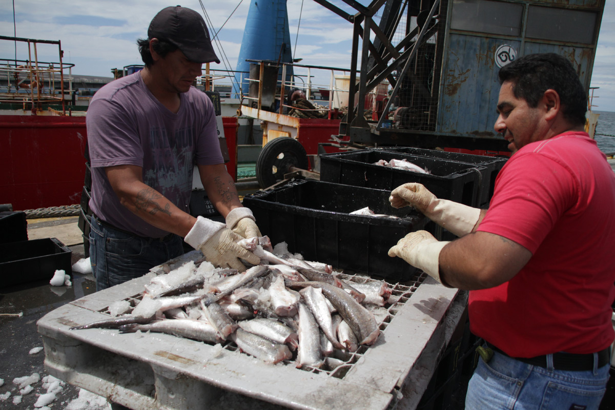 El sector pesquero exportó en 2015 por US$ 1.500 millones