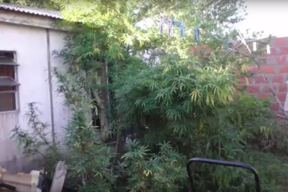 Secuestran marihuana y cocaína lista para la venta