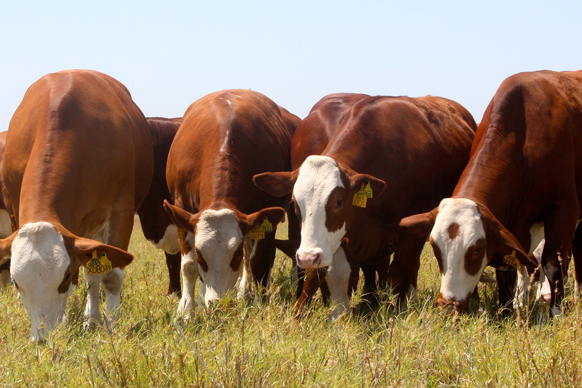 «El futuro de la ganadería depende de no vender vacas»