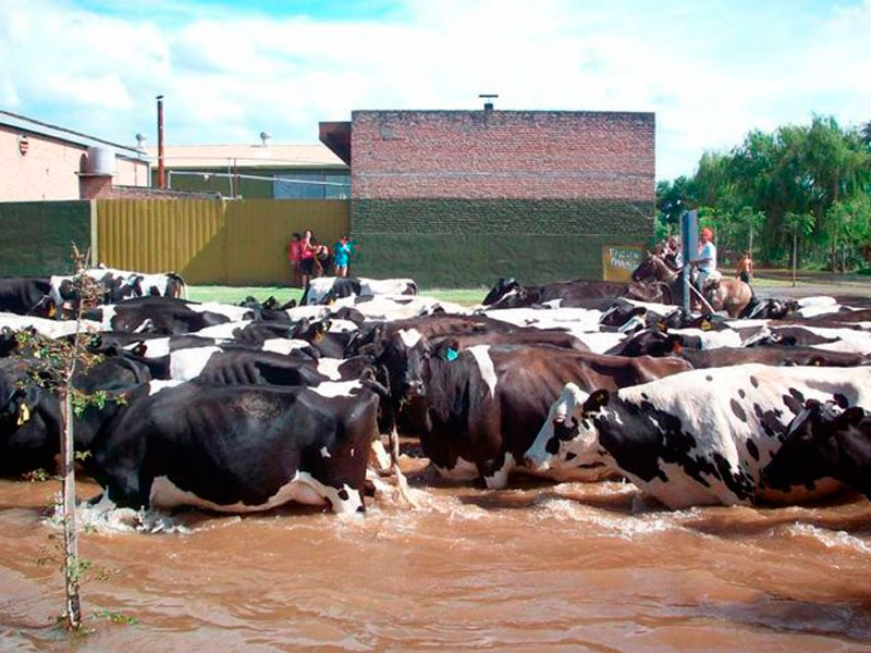 “El 80% de los tambos en Santa Fe están devastados”