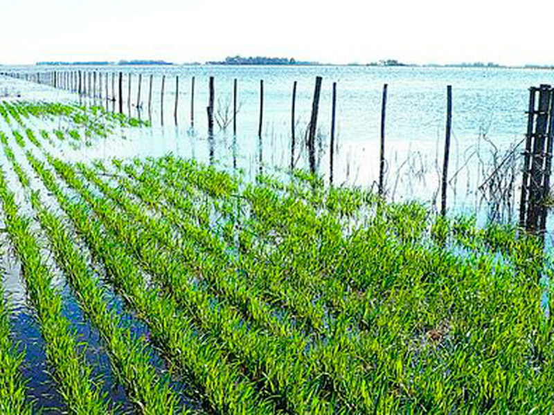 Advierten que las pérdidas por inundaciones en Santa Fe serán millonarias