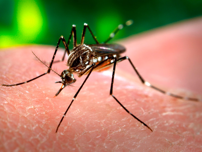 Confirman más de 56.000 casos como probables de dengue