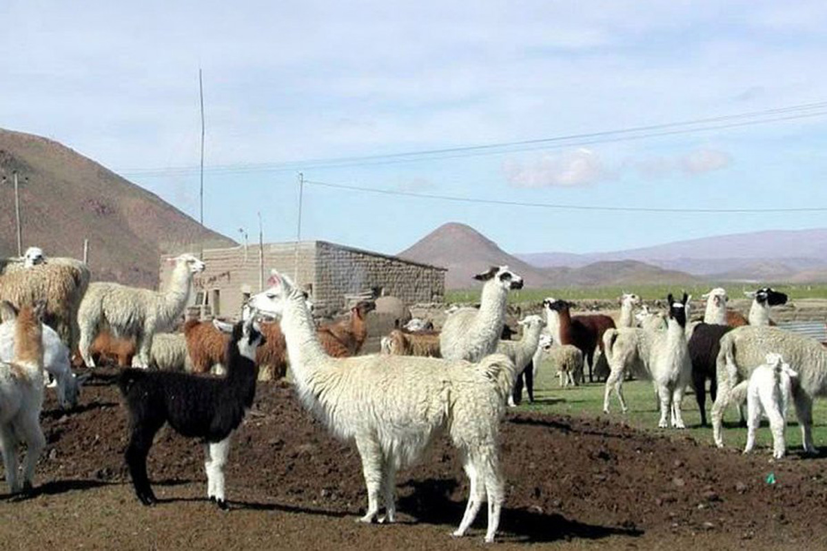 Jujuy: envenenó a sus hijos y luego se quitó la vida