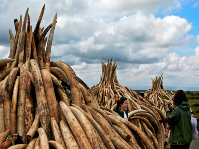 Kenia se prepara para quemar la mayor cantidad de marfil de la historia