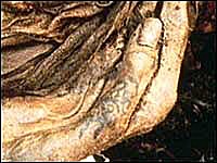 tatuaje_egipto