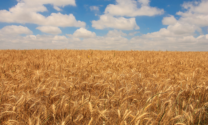 Presidente de Argentrigo quiere que el trigo deje de ser un conmodity