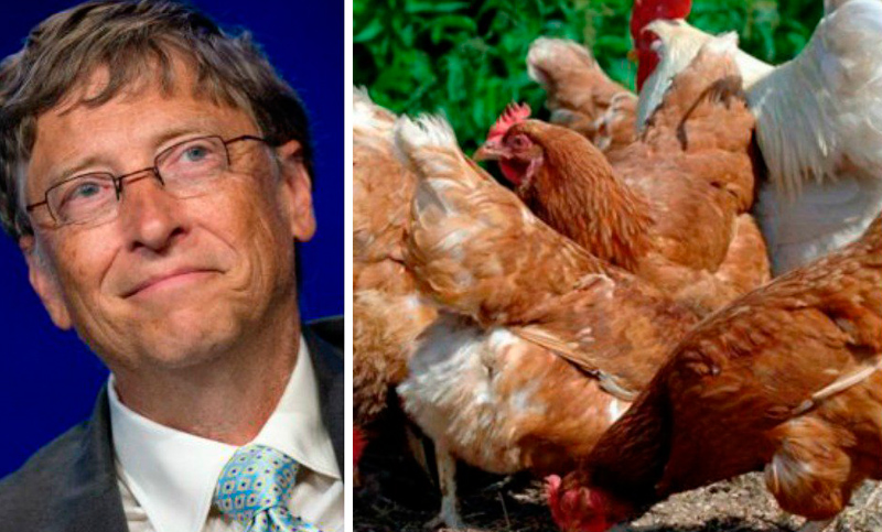 Gobierno boliviano indignado con propuesta de Bill Gates de donar gallinas