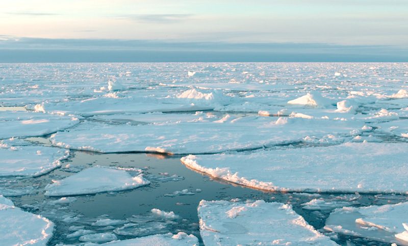 Según estudio, un tipo de algas rojas aceleran el deshielo del Ártico