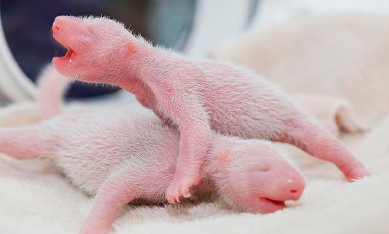 Una osa panda gigante dio a luz a gemelos en China