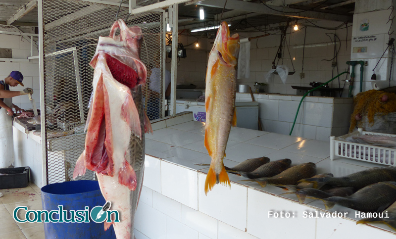 Santa Fe: piden suspender las exportaciones de pescados