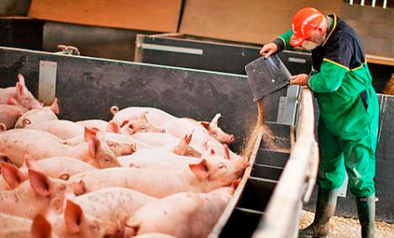 La peste porcina china llevaría al país asático a una crisis nacional