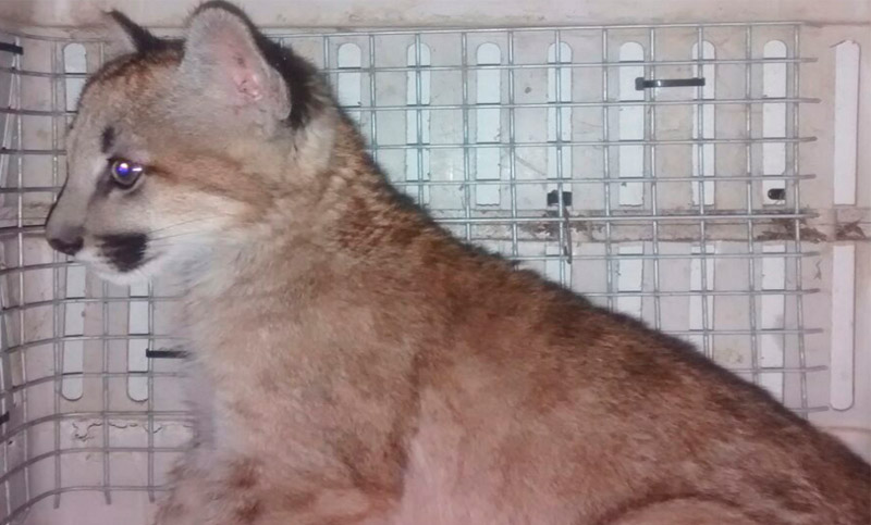 Decomisan un cachorro de puma adoptado como mascota en Santa Fe
