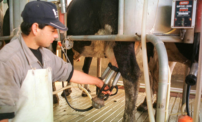 Advierten que los productores pierden terreno en el precio final de la leche