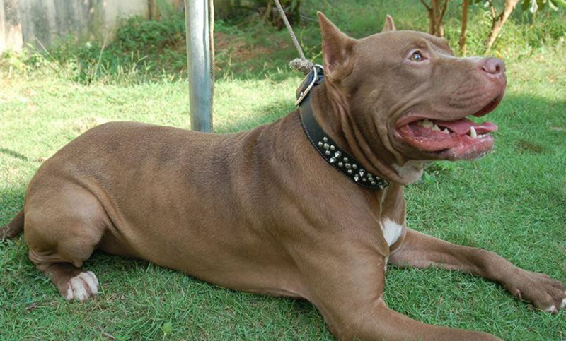 Municipales ataron a un perro a una camioneta y lo arrastraron por el asfalto