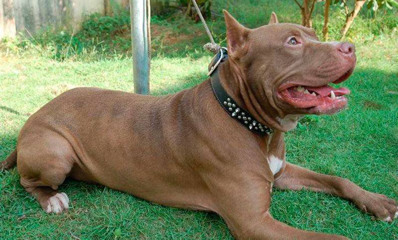 ¿Perros peligrosos o dueños peligrosos?