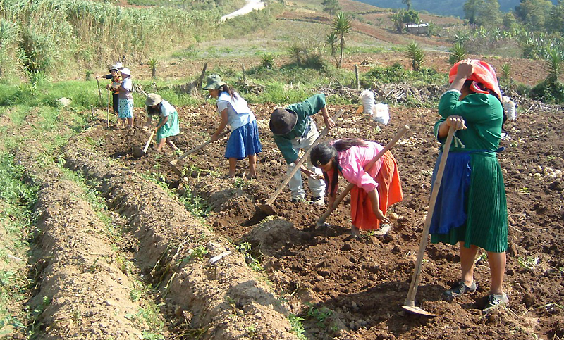 Productores de alimentos están entre los más pobres de América Latina y el Caribe