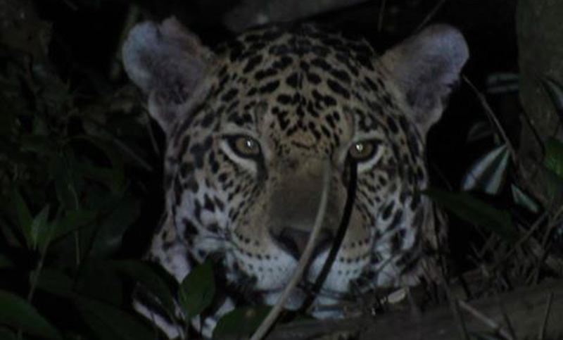 Filmaron pareja de yaguaretés en el Parque Nacional Iguazú