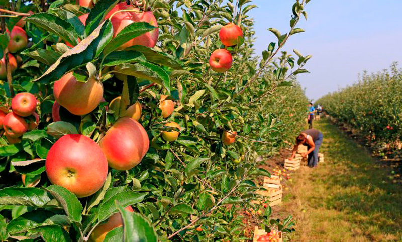 Productores regalarán peras y manzanas en Plaza de Mayo