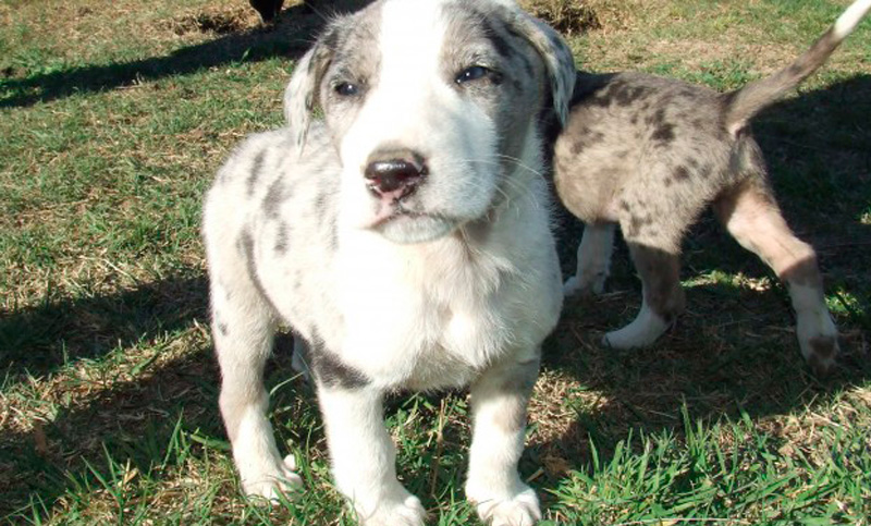 Una mañana de adopción y vacunación de perritos en la Plaza López