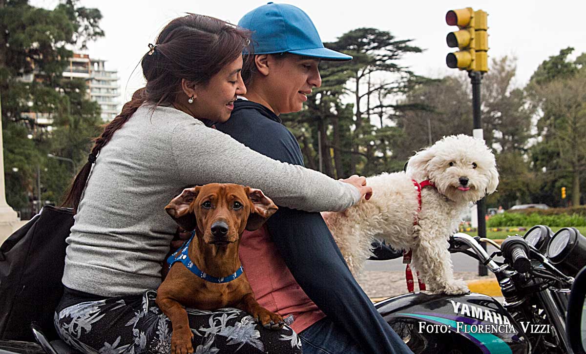Una especie que no para de multiplicarse: el perro motoquero, a tono con el cambio de estación..