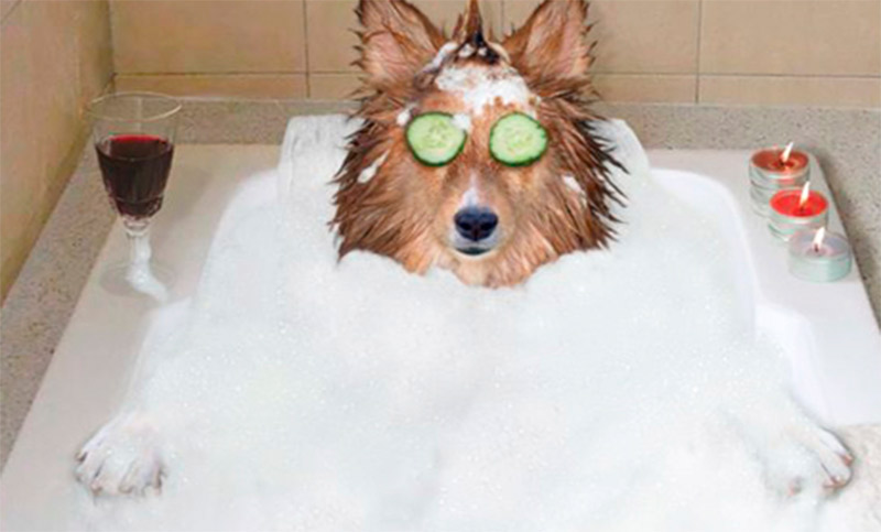 Obra social y spa para mascotas, una tendencia en alza en Rosario