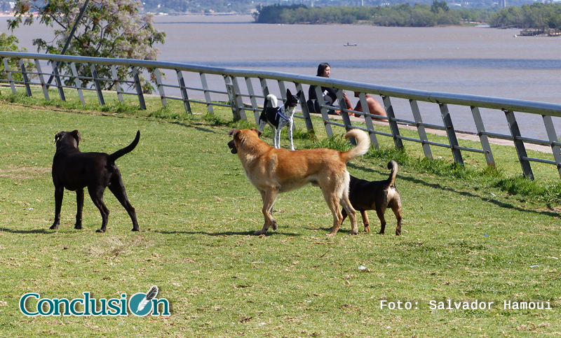Descubren que los perros pueden distinguir palabras y entonaciones