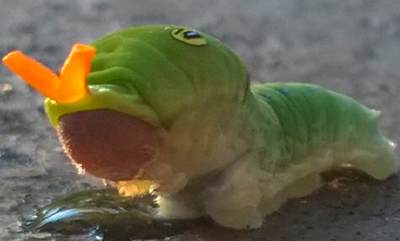 Existen varios pokemones en la vida real