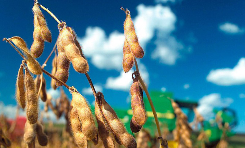 Se primariza la exportación de soja: en principio entrarán U$S 3.600 millones menos