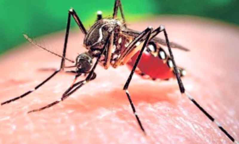 Singapur: más de 40 casos de transmisión local de zika
