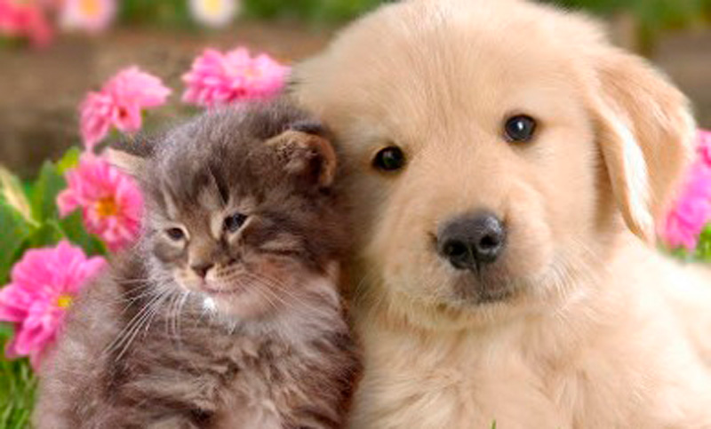 Animales: existen emociones que no son sólo humanas