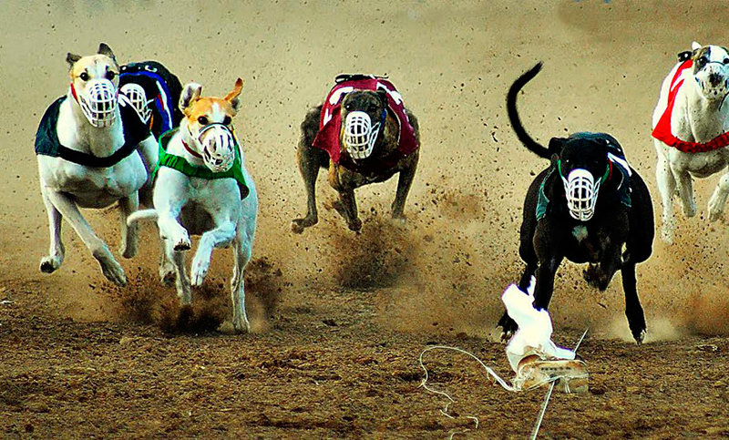 Proyecto que prohíbe carreras de galgos, en agenda de Diputados