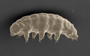 el-genoma-del-tardigrado-desvela-un-escudo-contra-los-rayos-x_image_380