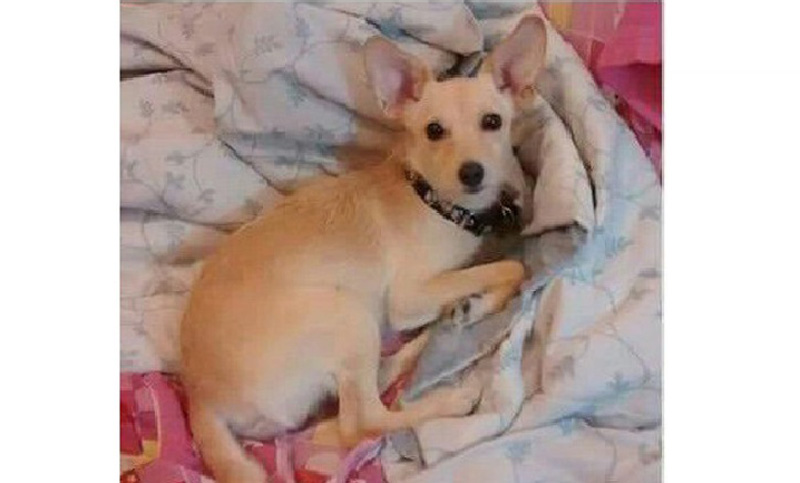 Felizmente, la perrita India encontró a su familia