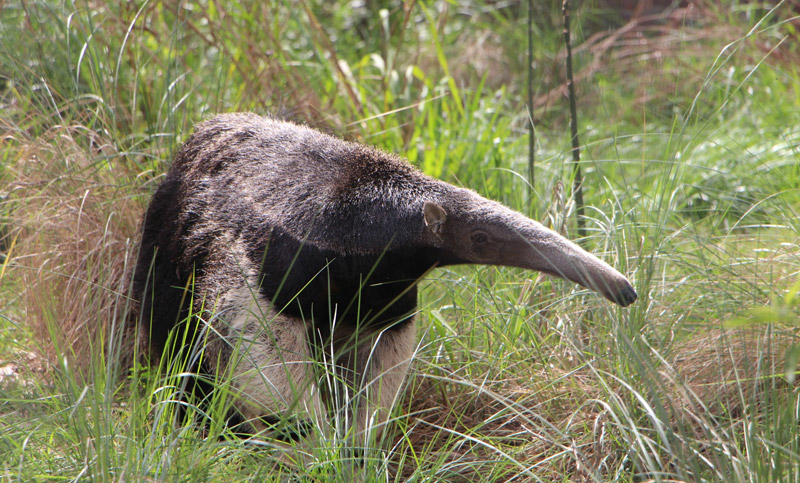 Trasladaron al oso hormiguero de La Esmeralda hacia una reserva en Corrientes